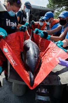 Volunteers aid a stranded dolphin with IFAW team in Cape Cod. Conservation efforts on display.
